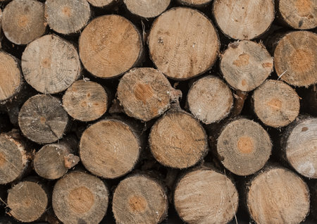 Timber round logs tree wood forest background lumber.