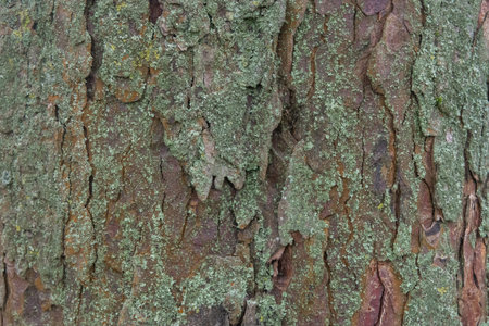 Tree bark abstract natural embossed wood texture nature skin old green pattern background.