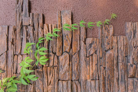 Ivy plant green wall decoration home foliage nature architecture natural house background garden.の写真素材