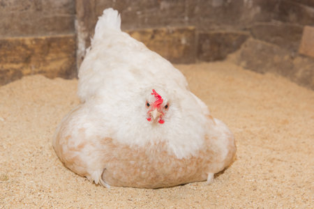 A white domestic country laying hen lays eggs or warms chickens in a stable. Poultry farming, household.の写真素材