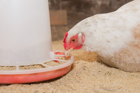 White domestic country chicken close-up hen pecking at grains at feeder.の写真素材