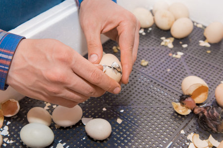 The hands of a male farmer open a hatching egg chicken with a newborn chick in an incubator, poultry...