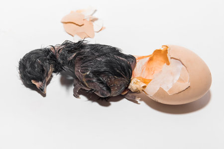Dark wet newborn cute little chicken chick small crawled out of egg on white background, close-up.