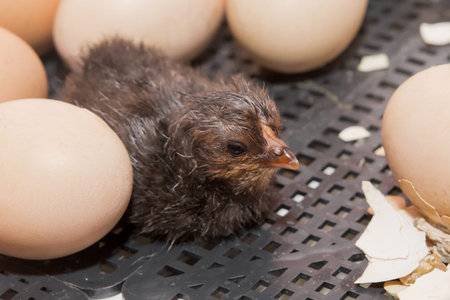 Dark newborn chicken chick near hatching eggs in incubator, close-up of household and poultry...