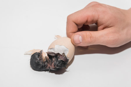 A farmer's hand helps a newborn chicken chick get out of a chicken hatching egg on a white background.の写真素材