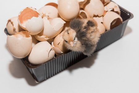 Newborn chicken little cute chick in eggshell pile on white background.の写真素材