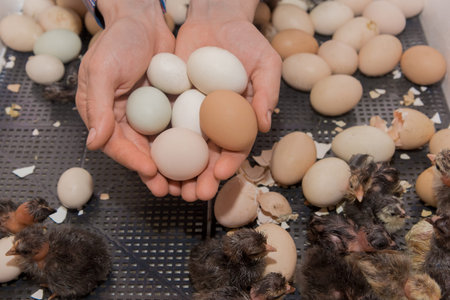 Farmer's hands with a bunch of hatching chicken eggs with chicks inside against the background of an...