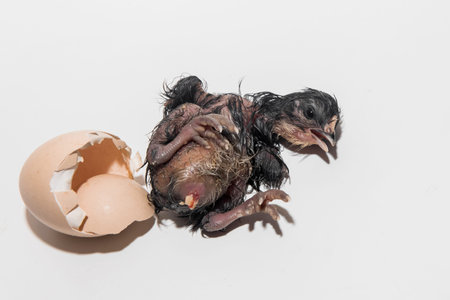 Wet cute little newborn chicken chick lying next to eggshell on white background close-up.