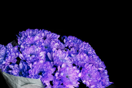 Purple fresh flowers chrysanthemums bouquet close-up on black background.の写真素材