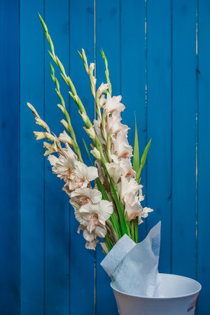 Flowers, nature, plants, white gladioli in a vase on a blue wooden background.の写真素材