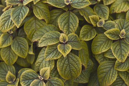 Plectranthus coleus green natural leaves mint nature plant background floral.の写真素材