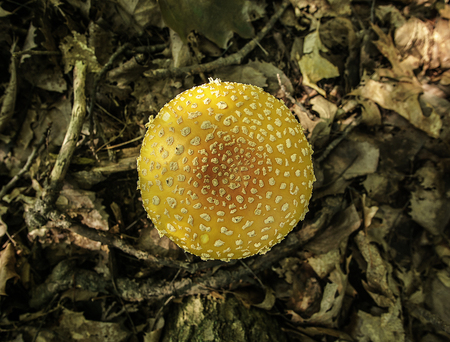 Amanita muscaria var guessowii cap pattern. Flushing, Michigan.の写真素材