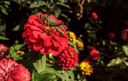 A large grasshopper sitting on a flower.の写真素材