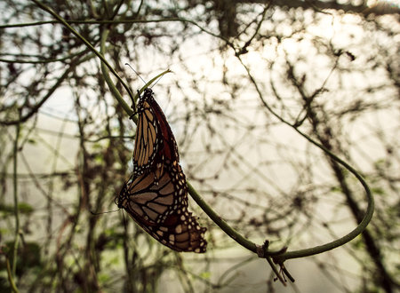 Monarch butterflies mating on a vine.