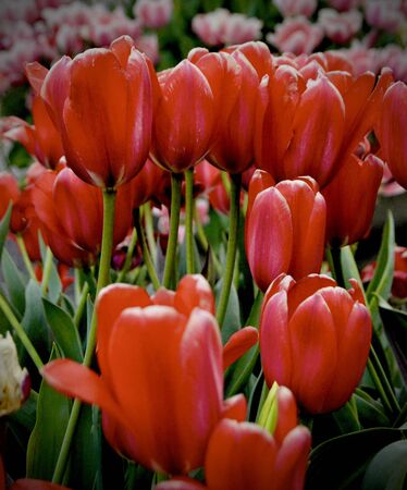 Tulipsの写真素材