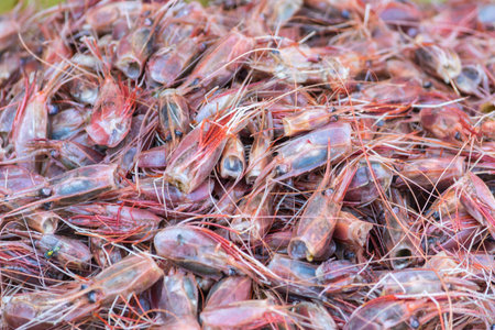 seafood colorful shrimp