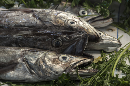 Seafood fresh fishの写真素材