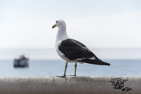 seagull saw oceanの写真素材