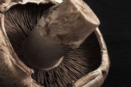 mushrooms and champignon texture close-up on black backgroundの写真素材