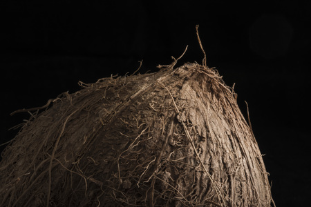 Coconut on a black backgroundの写真素材