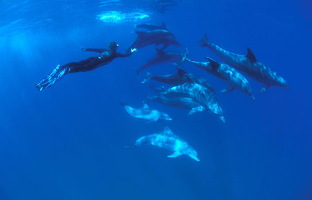 Dolphin diverの写真素材