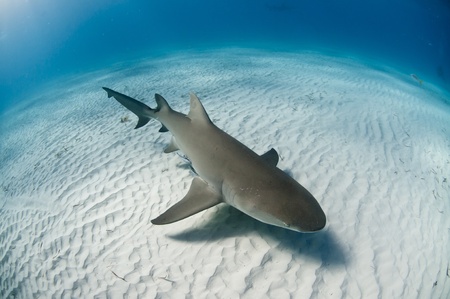 Lemon shark, Bahamasの写真素材