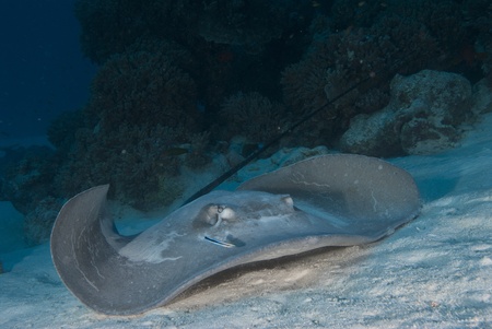 A stingray on the ocean floor, Bassas Da India, 2008の写真素材
