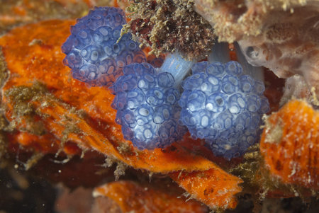 Frogfish eggs, Sulawesi, Indonesia