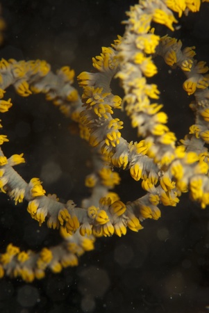 Coral, Sulawesi, Indonesiaの写真素材