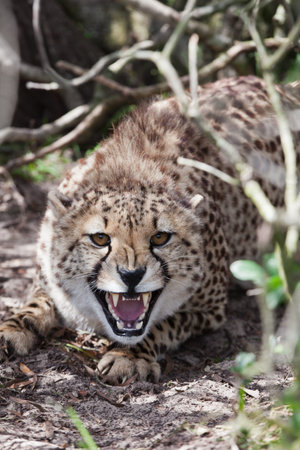 Cheetah protecting its ground in a game reserve, South Africaの写真素材