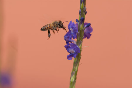 A bee at work on a flower, mozambique