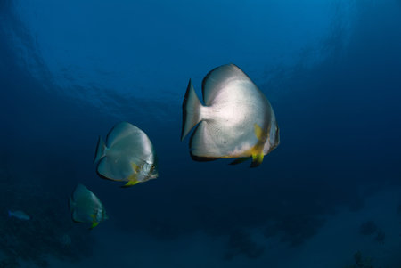 A close up on Batfish, Ras Um Sid, Egypt
