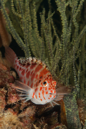A close up on a spotted hawkfish by sea plants, KwaZulu Natal, South Africa