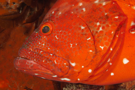 A close up on the side of a tomato rock cod's head, KzwZulu Natal, South Africa