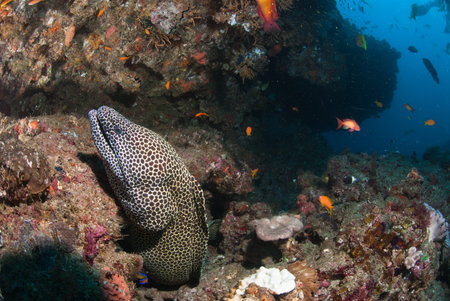 A close up on a honeycomb moray eel swimming along a reef, KwaZulu Natal