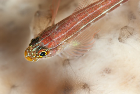 A close up on a many-host goby, Sulawesi, Indonesiaの写真素材