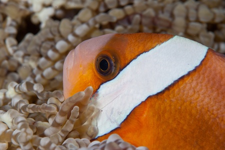 A close up on a clownfish in between anemones, Sulawesi, Indonesiaの写真素材
