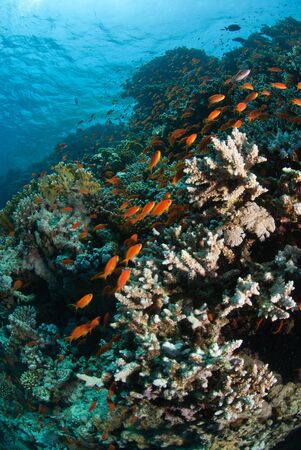 The view of schooling fish swimming around a sunlit reef, Red Sea, Egyptの写真素材