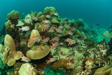 The view of bronze soldierfish swimming by soft coral on a reef, Seychellesの写真素材