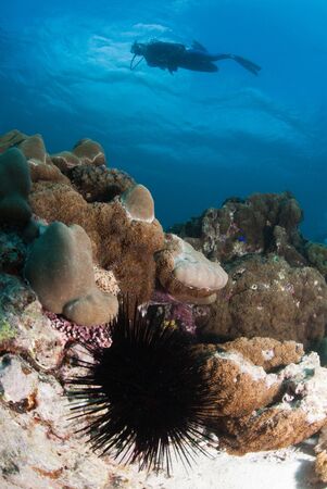 A close up on a black diadema sea urchin in a general reef scene, Seychellesの写真素材