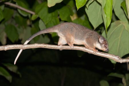 The view of a possum moving across a tree branch, Sydney, Australiaの写真素材