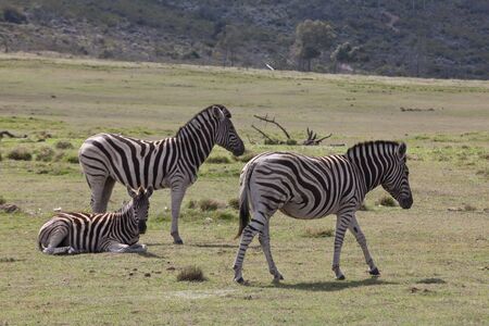 The view of some zebras resting on the grassland, Plettenberg Bay, South Africaの写真素材