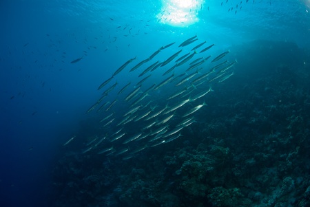 The view of a school of baby barracuda swimming past the sun, Dahab, Egyptの写真素材