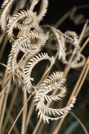 A close up on whirling wheat at night, Transkei, South Africaの写真素材