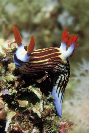A close up on a nudibranch moving across coral, KwaZulu Natal, South Africaの写真素材