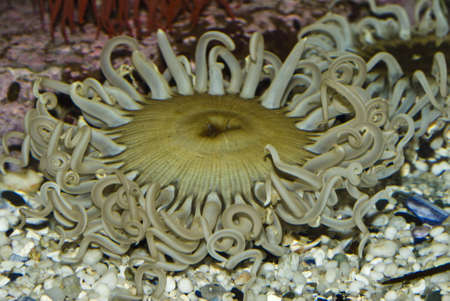 A close up on a anemone on the bed of a tank, Cape Town, South Africaの写真素材