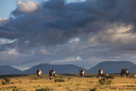 Picturesque landscape of an African sceneの写真素材
