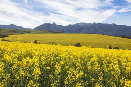 Canola Fieldsの写真素材