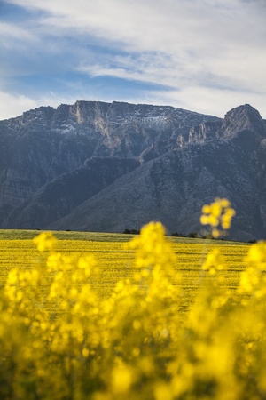 Canola Mountainの写真素材