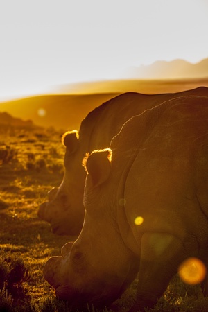 Sunset Grazeの写真素材